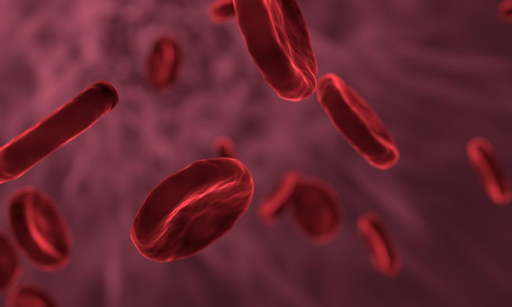 celulas sangue